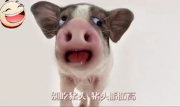 猪头吃瓜爆料图片高清大图