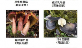 蘑菇爆料网每日爆料黑料吃瓜,每日黑料揭秘，吃瓜群众狂欢时刻